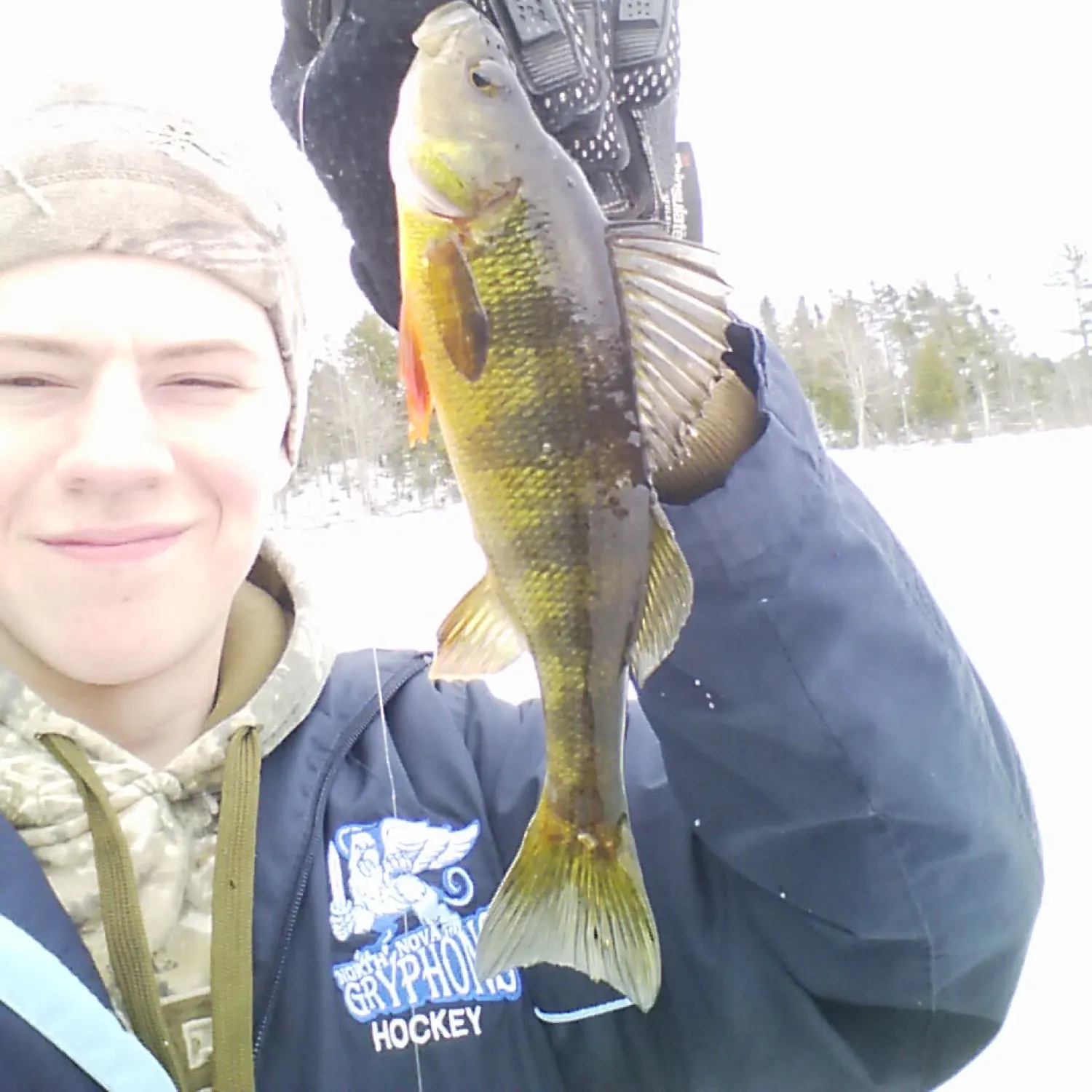 Yellow perch caught on Fishbrain