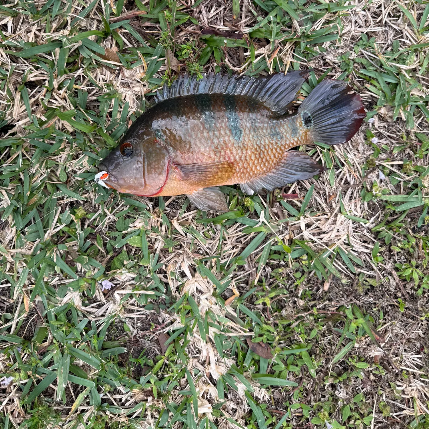 The most recent Mayan cichlid catches on Fishbrain