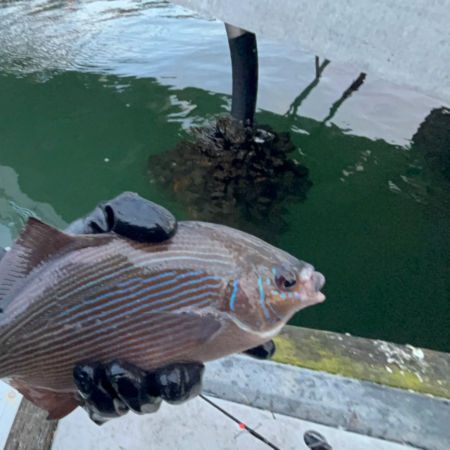 recently logged catches