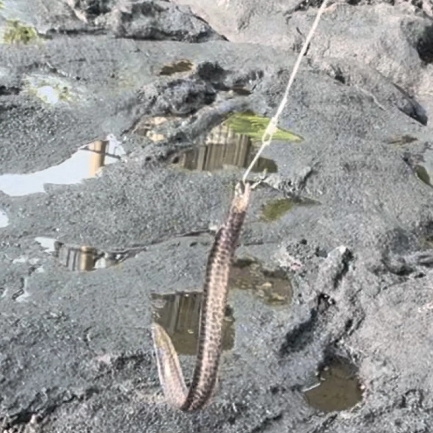 The most recent Peppered moray catches on Fishbrain