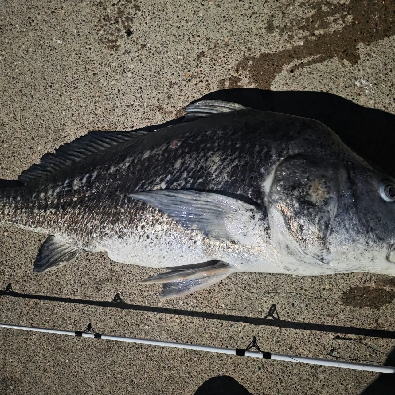 Black drum caught on Fishbrain