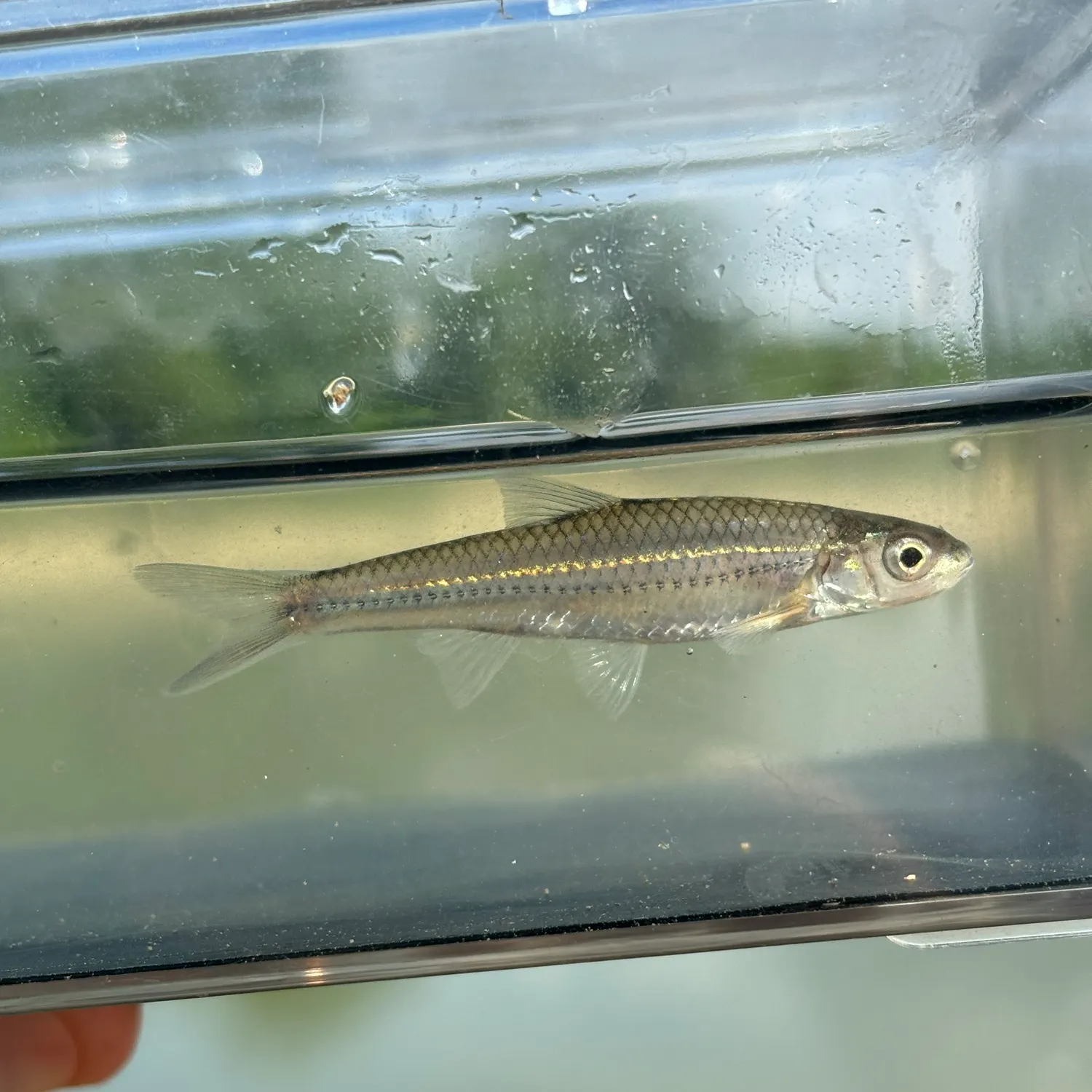 The most recent Sand shiner catches on Fishbrain