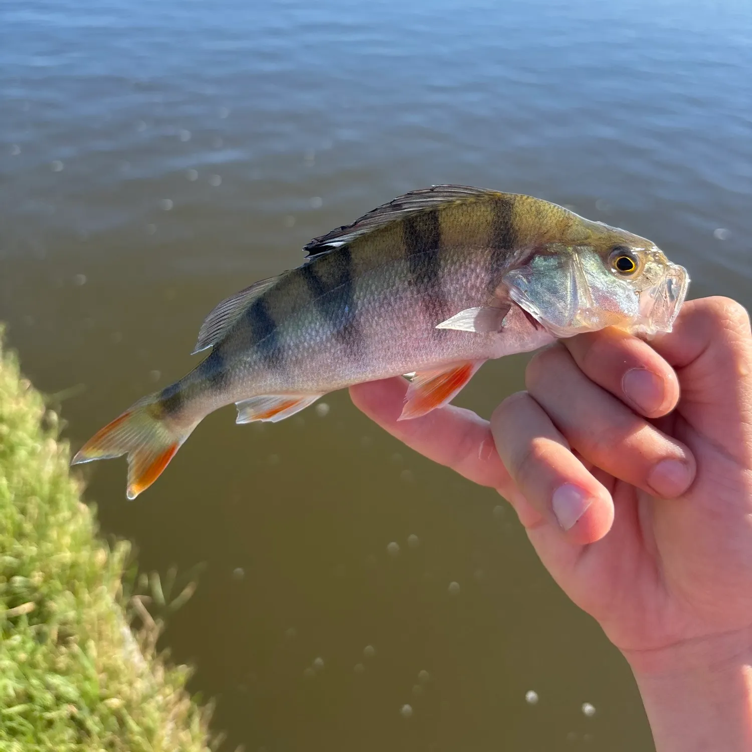 European perch caught on Fishbrain