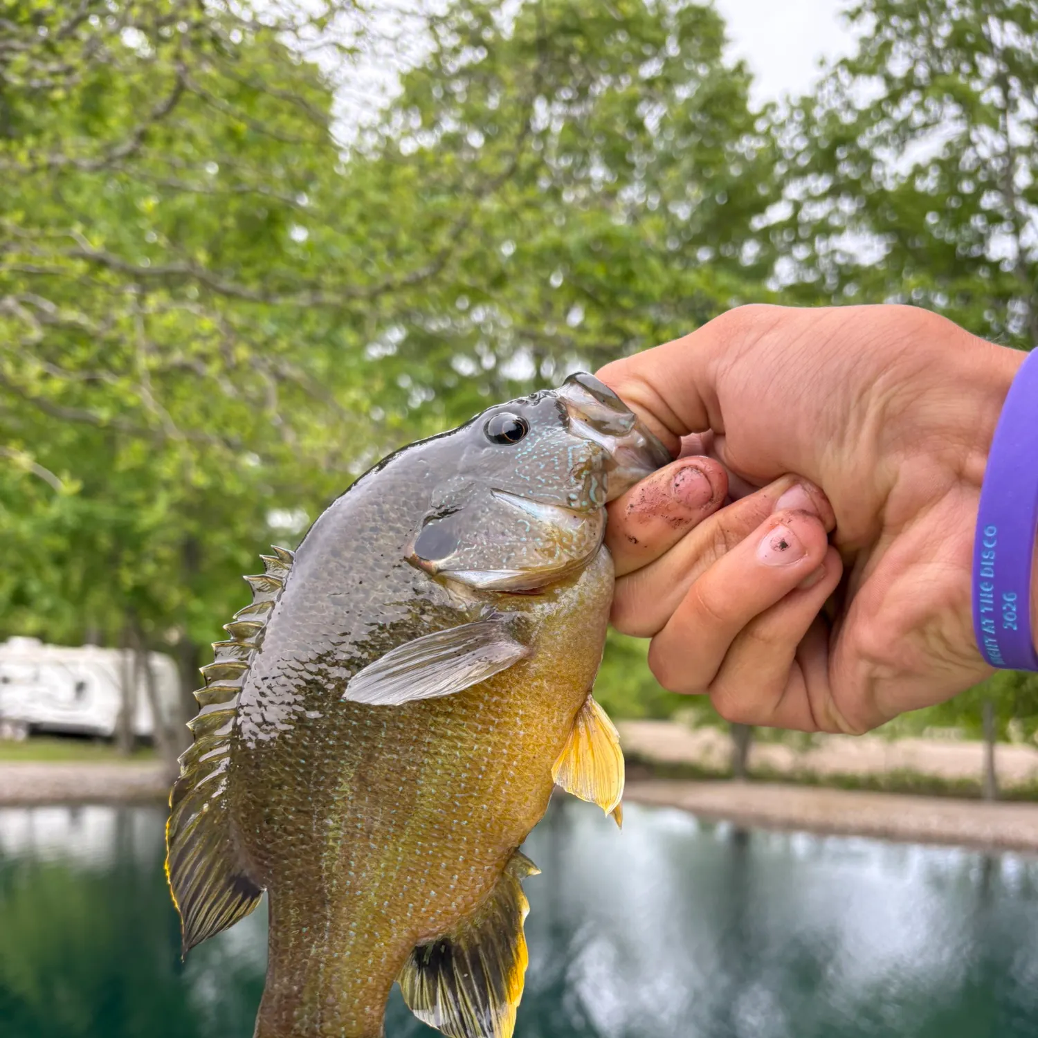 The most recent Green sunfish catches on Fishbrain