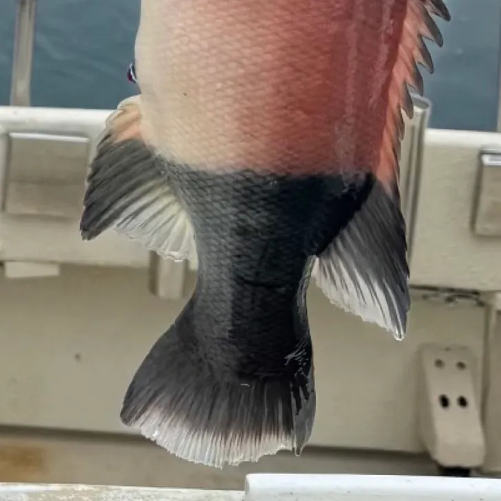 The most recent California sheephead catches on Fishbrain