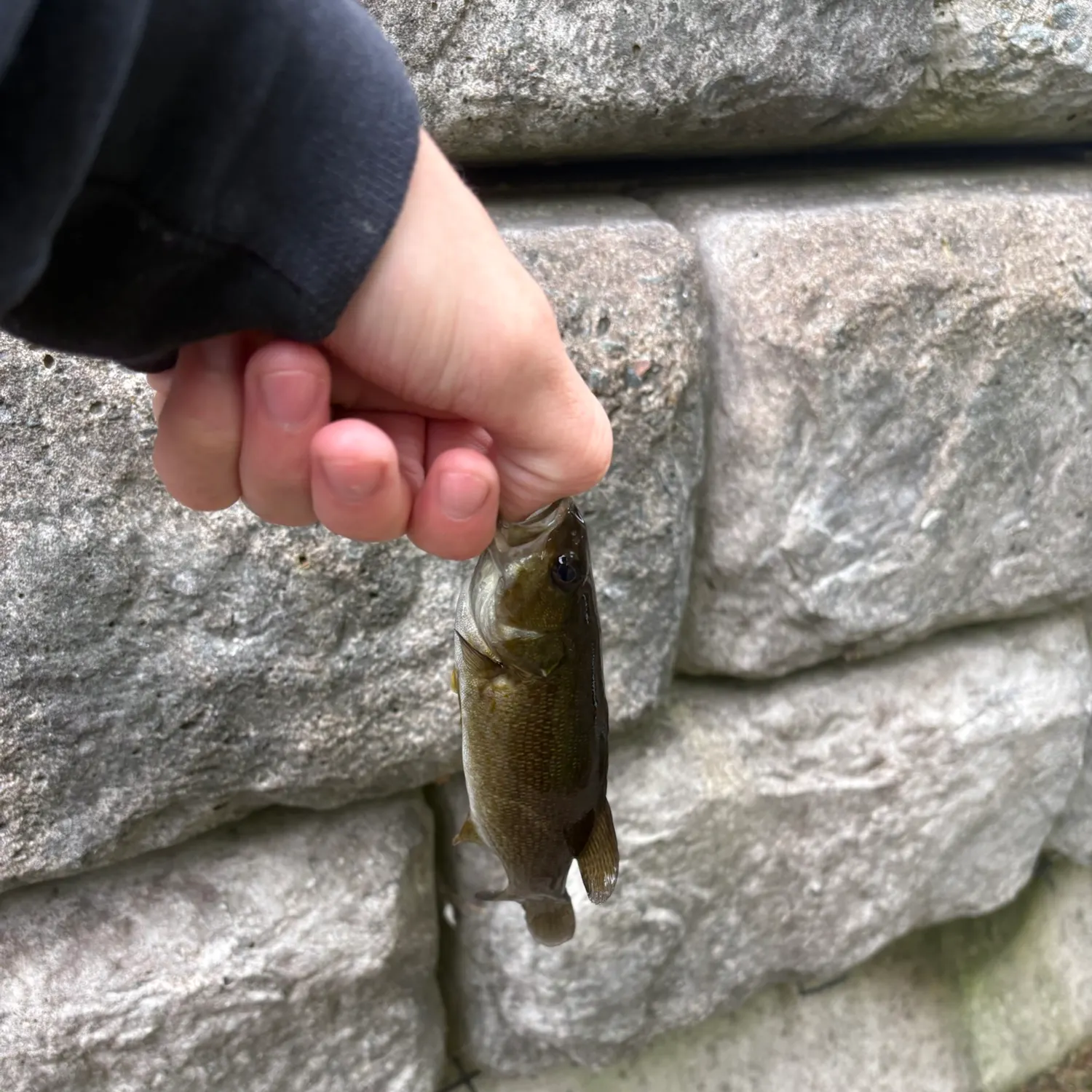 Smallmouth bass caught on Fishbrain