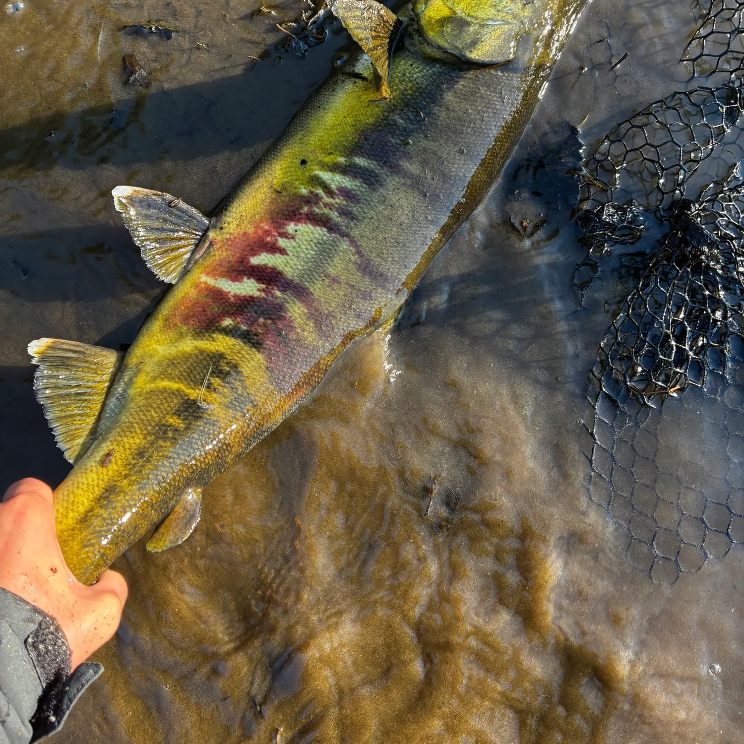 Chum salmon caught on Fishbrain