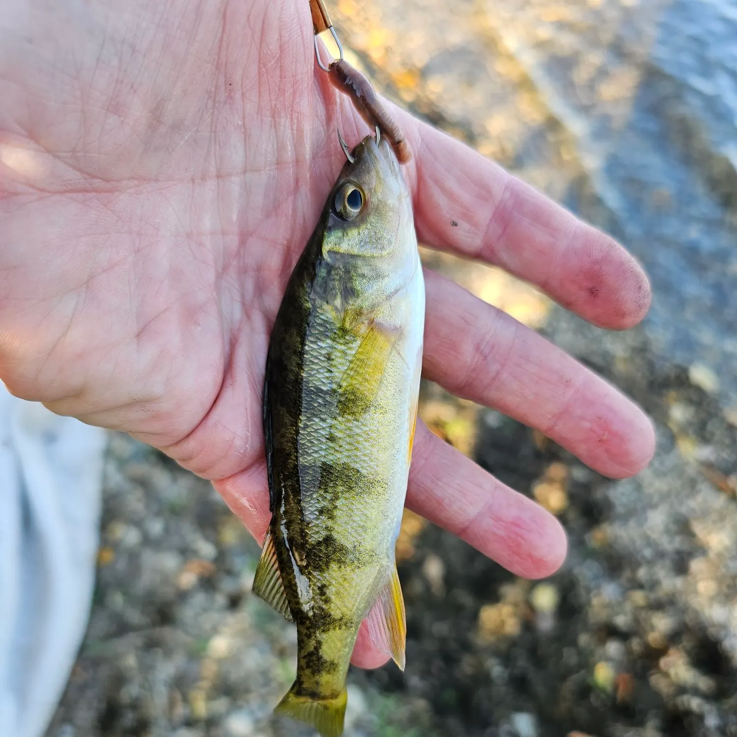 Yellow perch caught on Fishbrain
