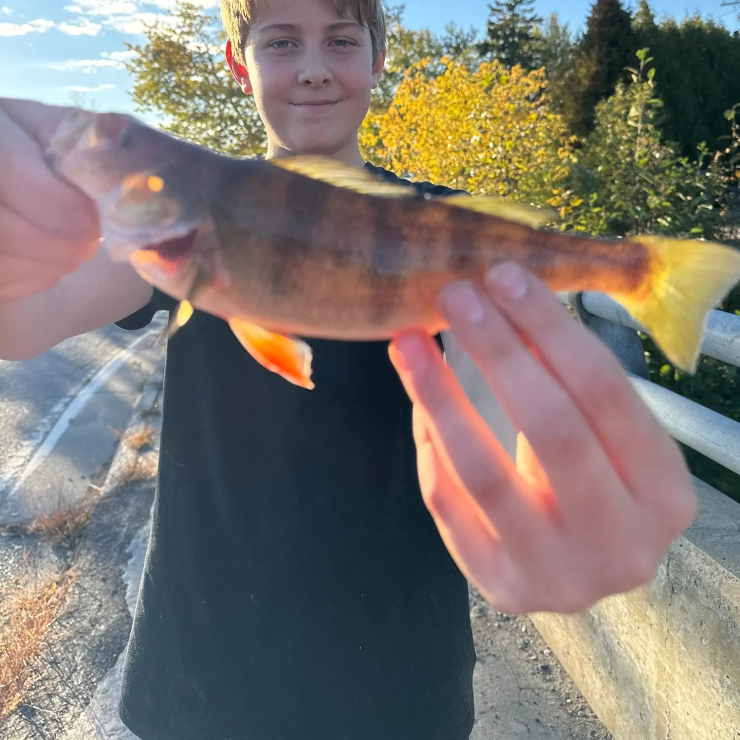 Yellow perch caught on Fishbrain