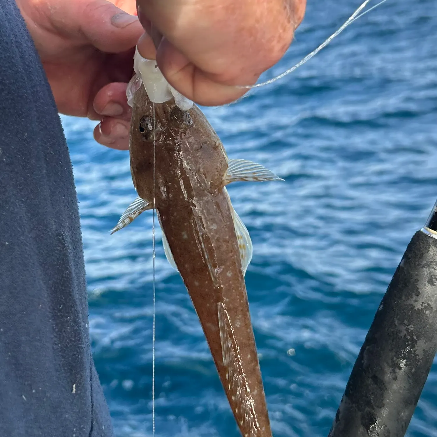 The most recent Tiger flathead catches on Fishbrain