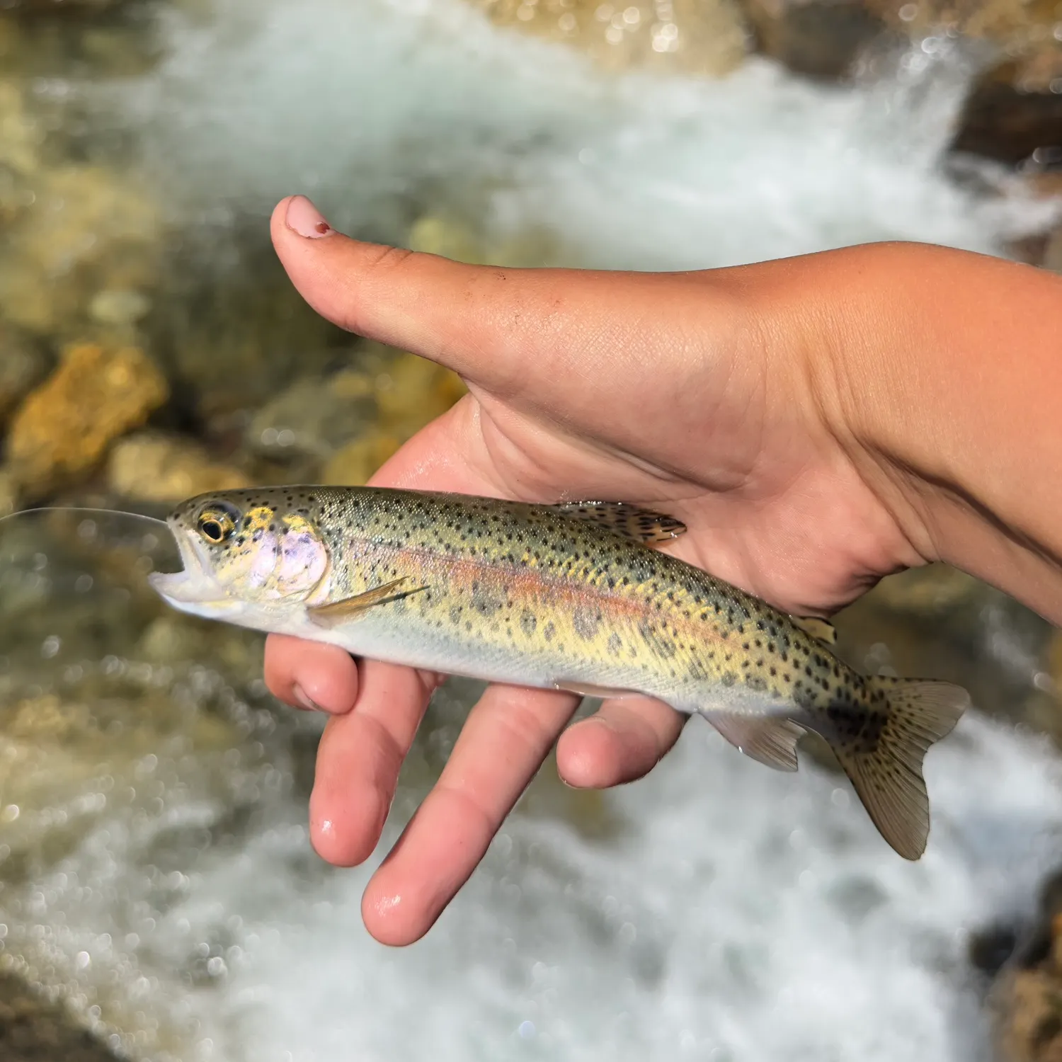 Rainbow trout caught on Fishbrain
