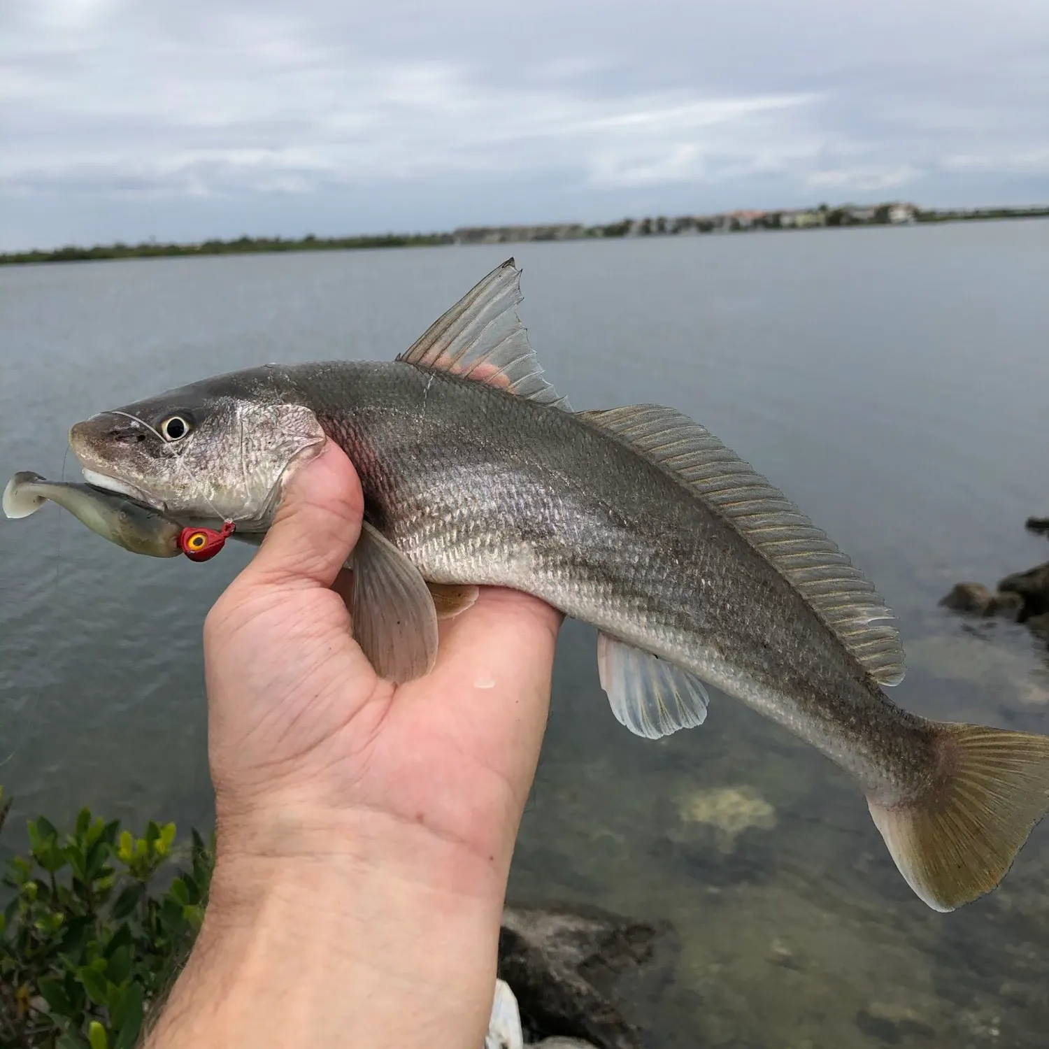 The most popular recent Southern kingcroaker catch on Fishbrain