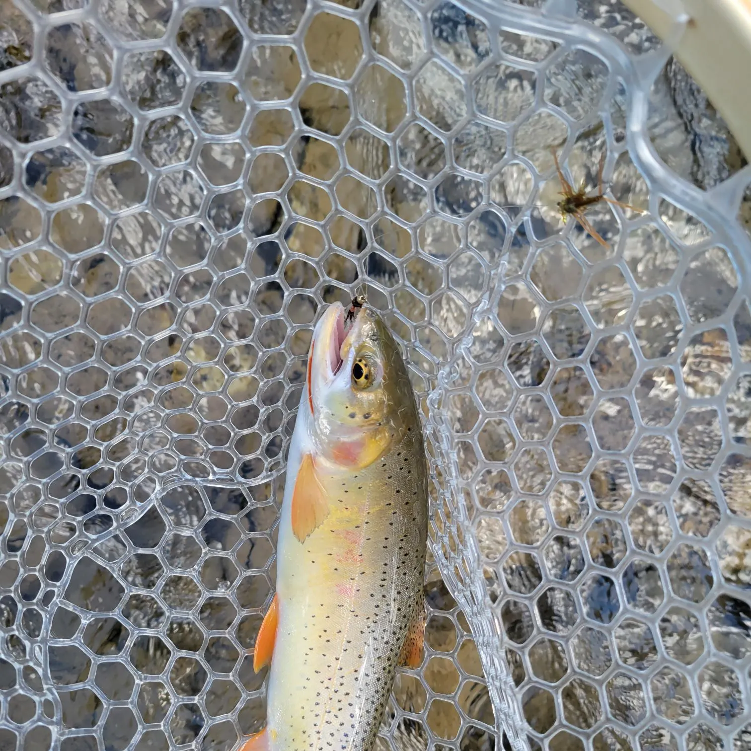 The most recent Snake River fine-spotted cutthroat trout catches on Fishbrain
