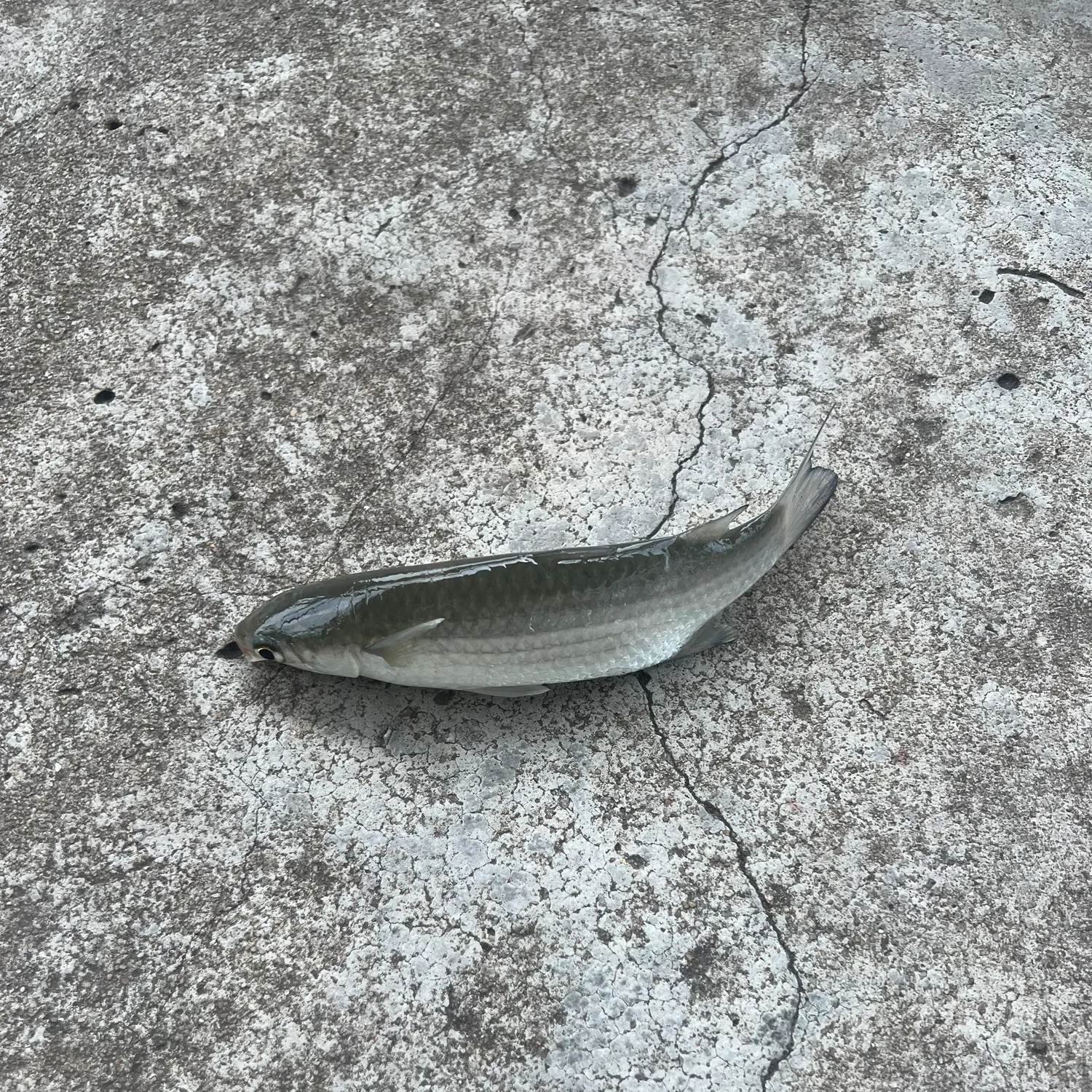 Greenback mullet caught on Fishbrain