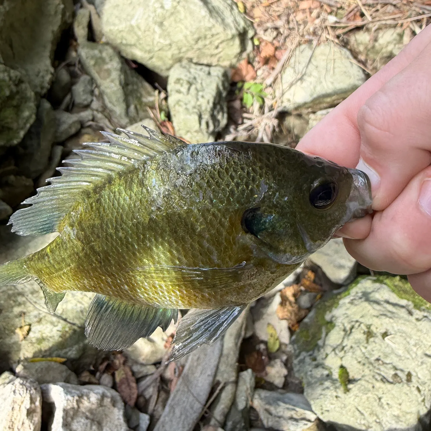 Bluegill caught on Fishbrain
