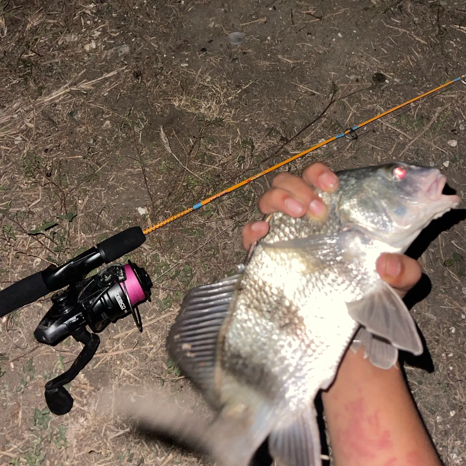 Black drum caught on Fishbrain