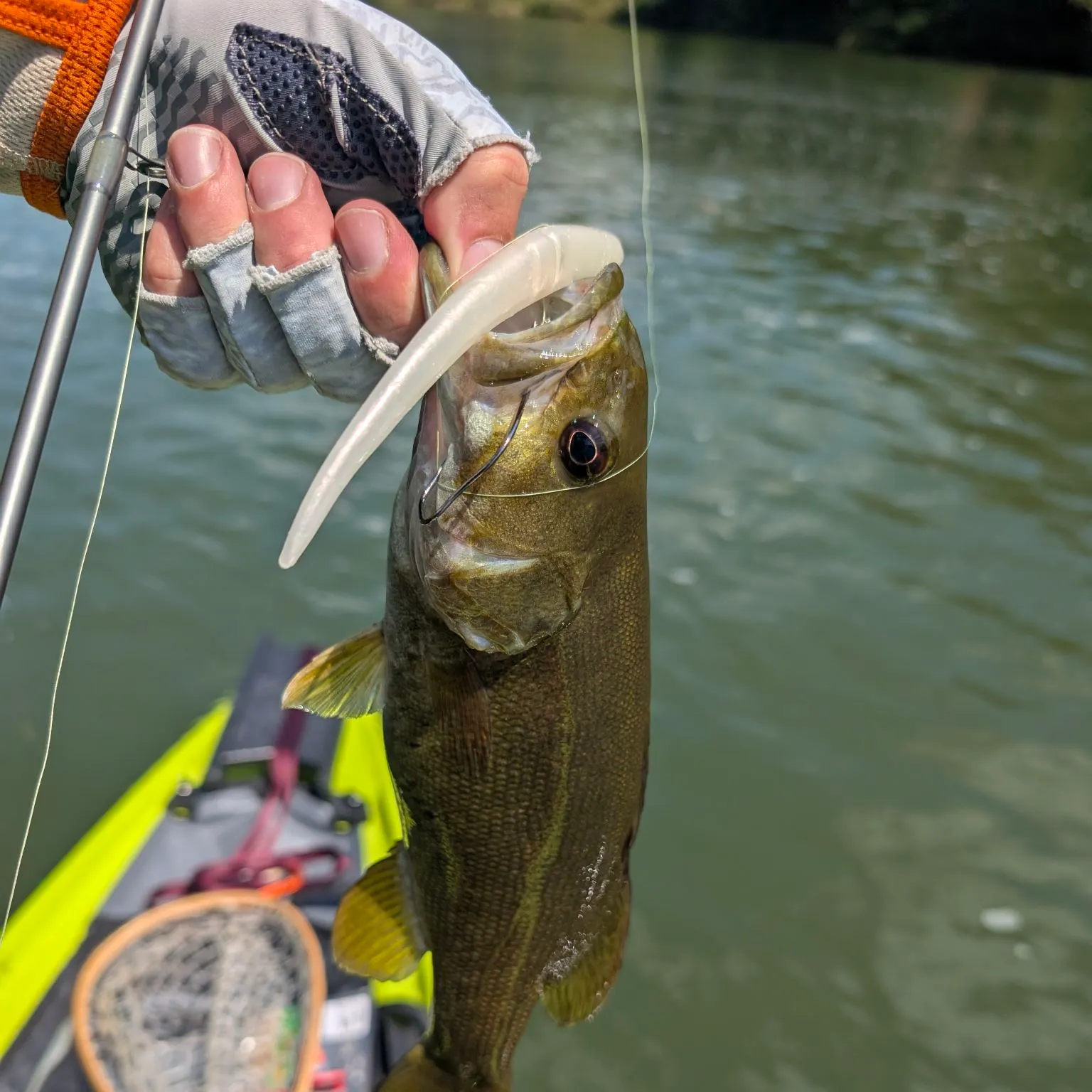 Smallmouth bass caught on Fishbrain