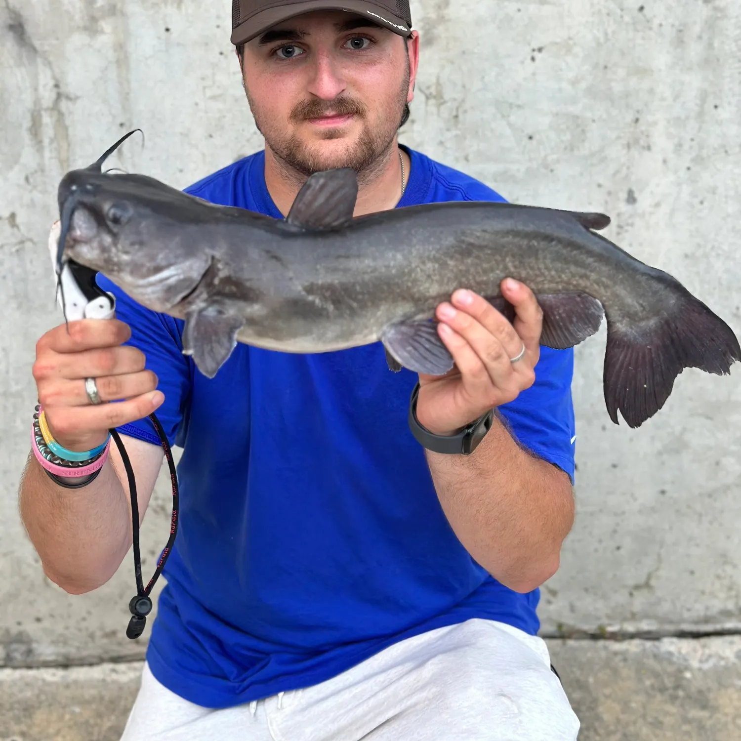 Channel catfish caught on Fishbrain