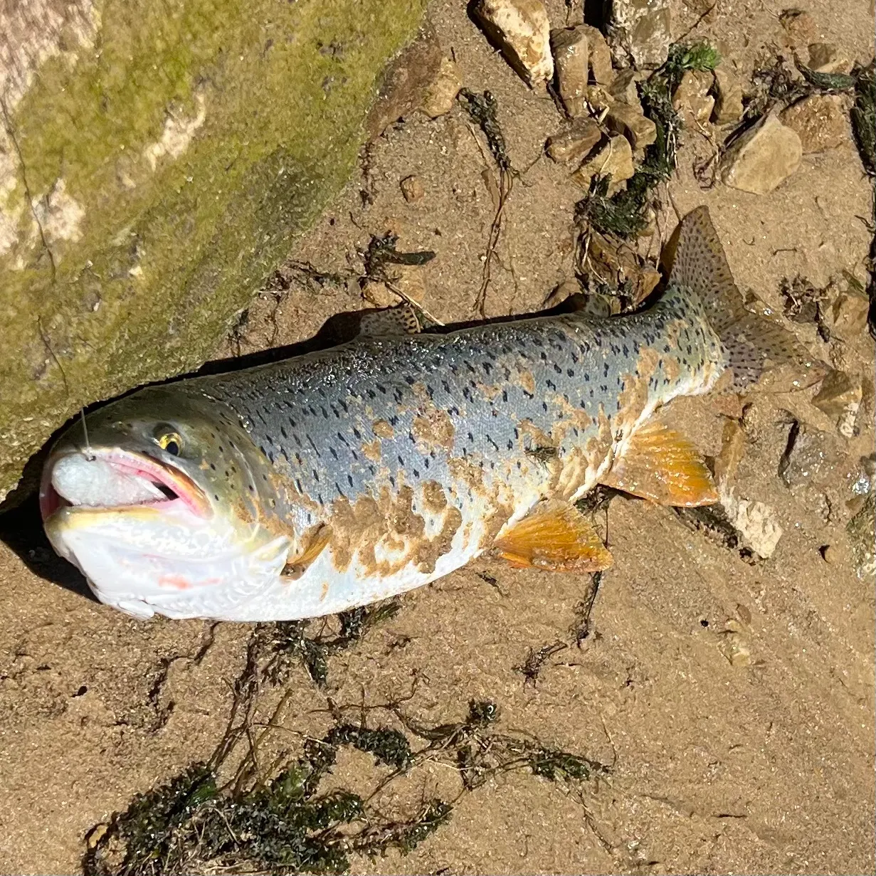The most recent Bear Lake cutthroat trout catches on Fishbrain