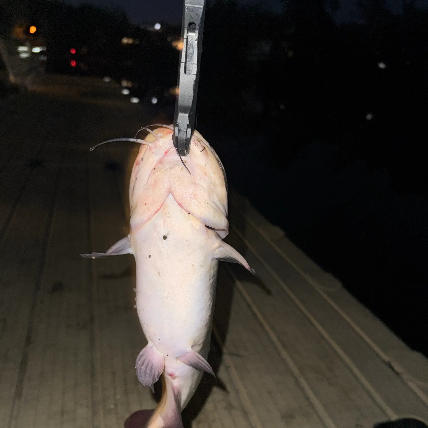 Brown bullhead caught on Fishbrain