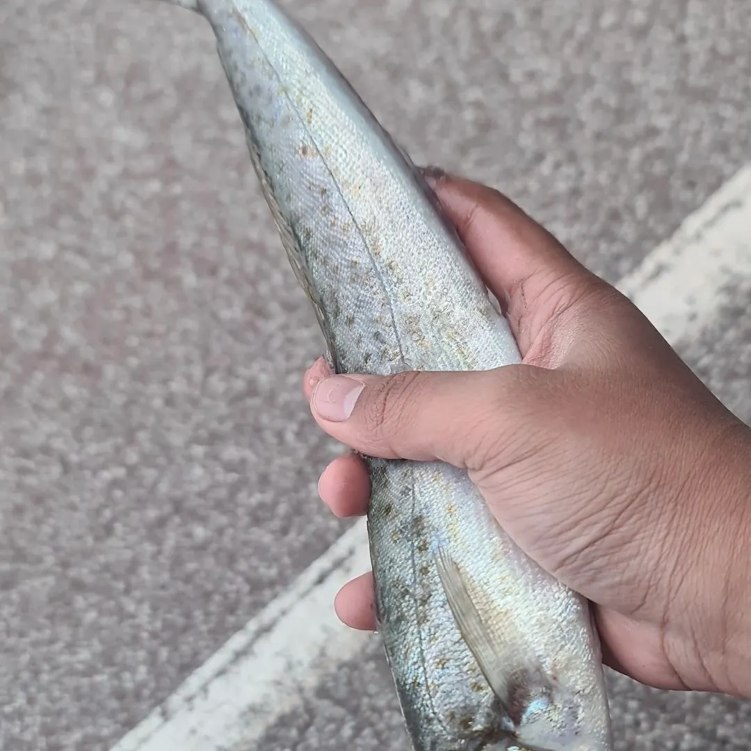 King George whiting caught on Fishbrain