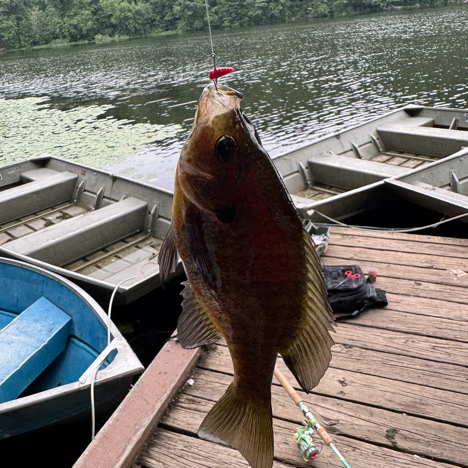 recently logged catches