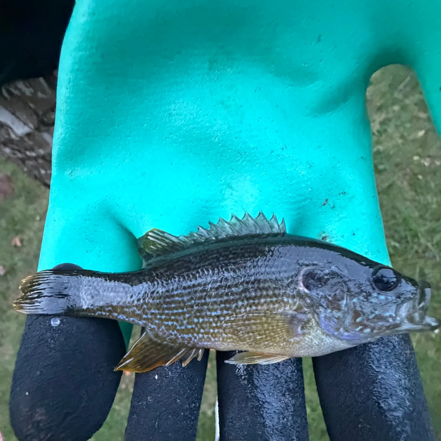 Green sunfish caught on Fishbrain