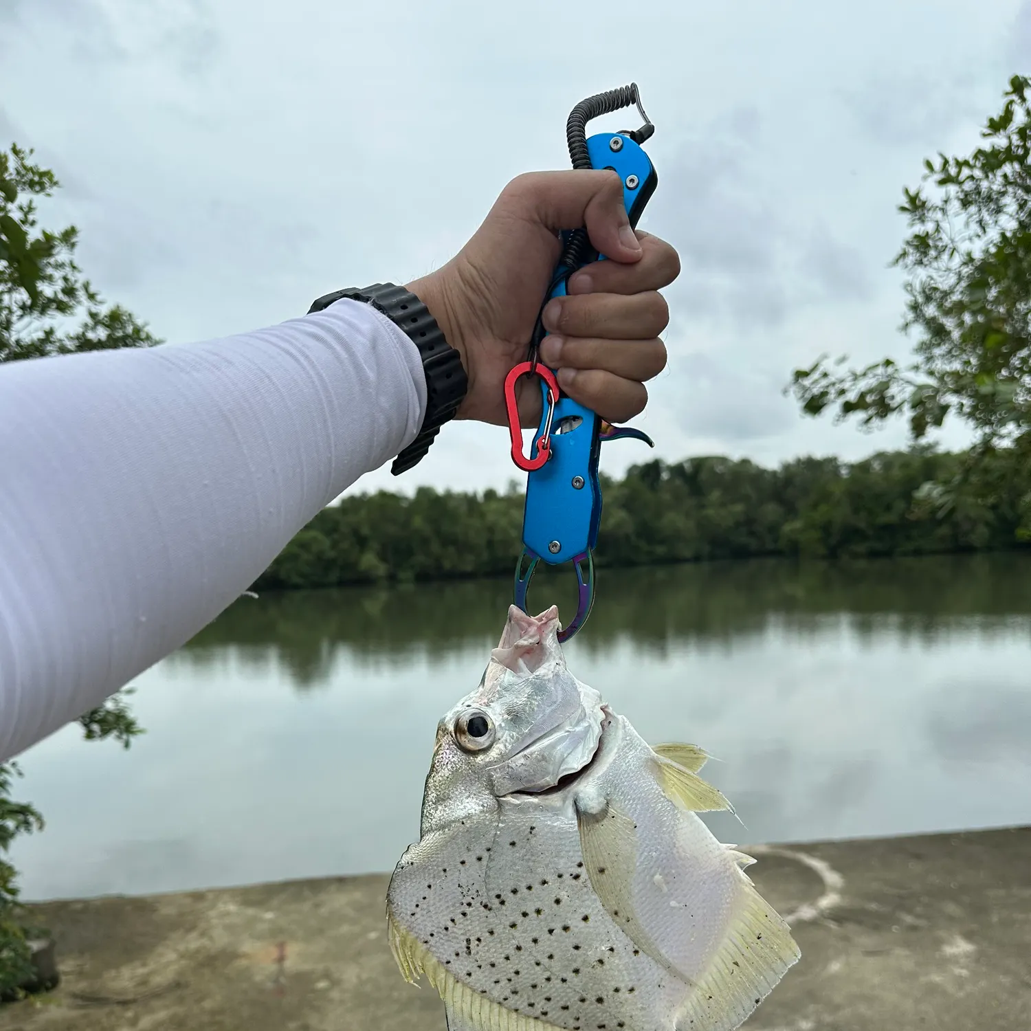 The most recent Spotted scat catches on Fishbrain