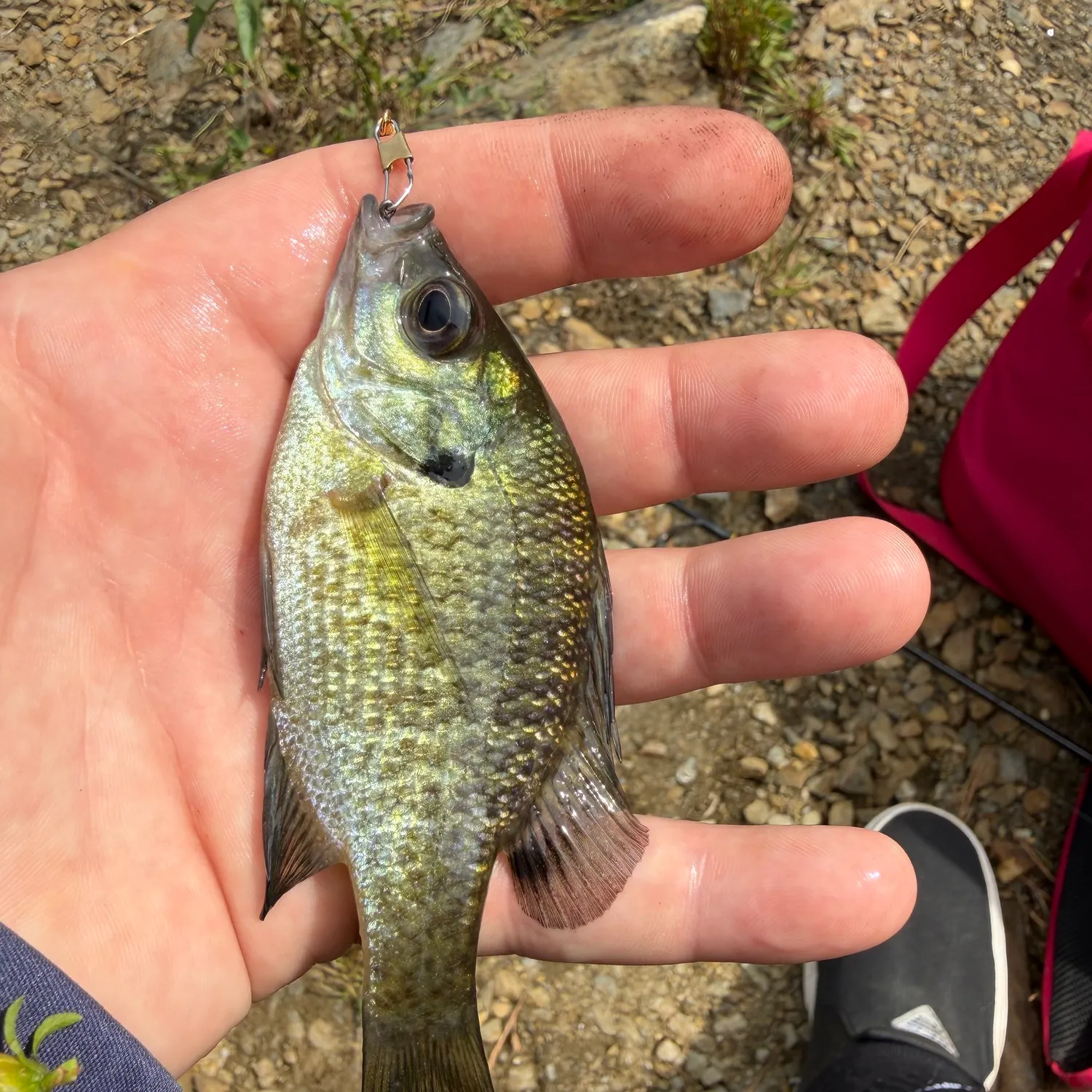 Bluegill caught on Fishbrain