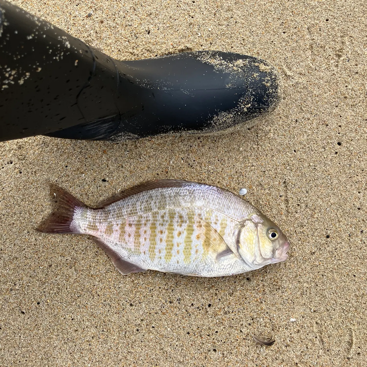 Barred surfperch caught on Fishbrain