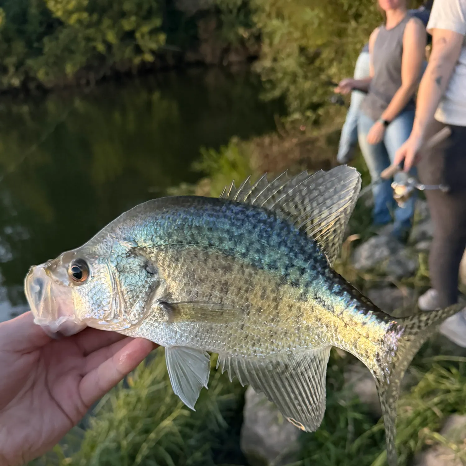 White crappie caught on Fishbrain