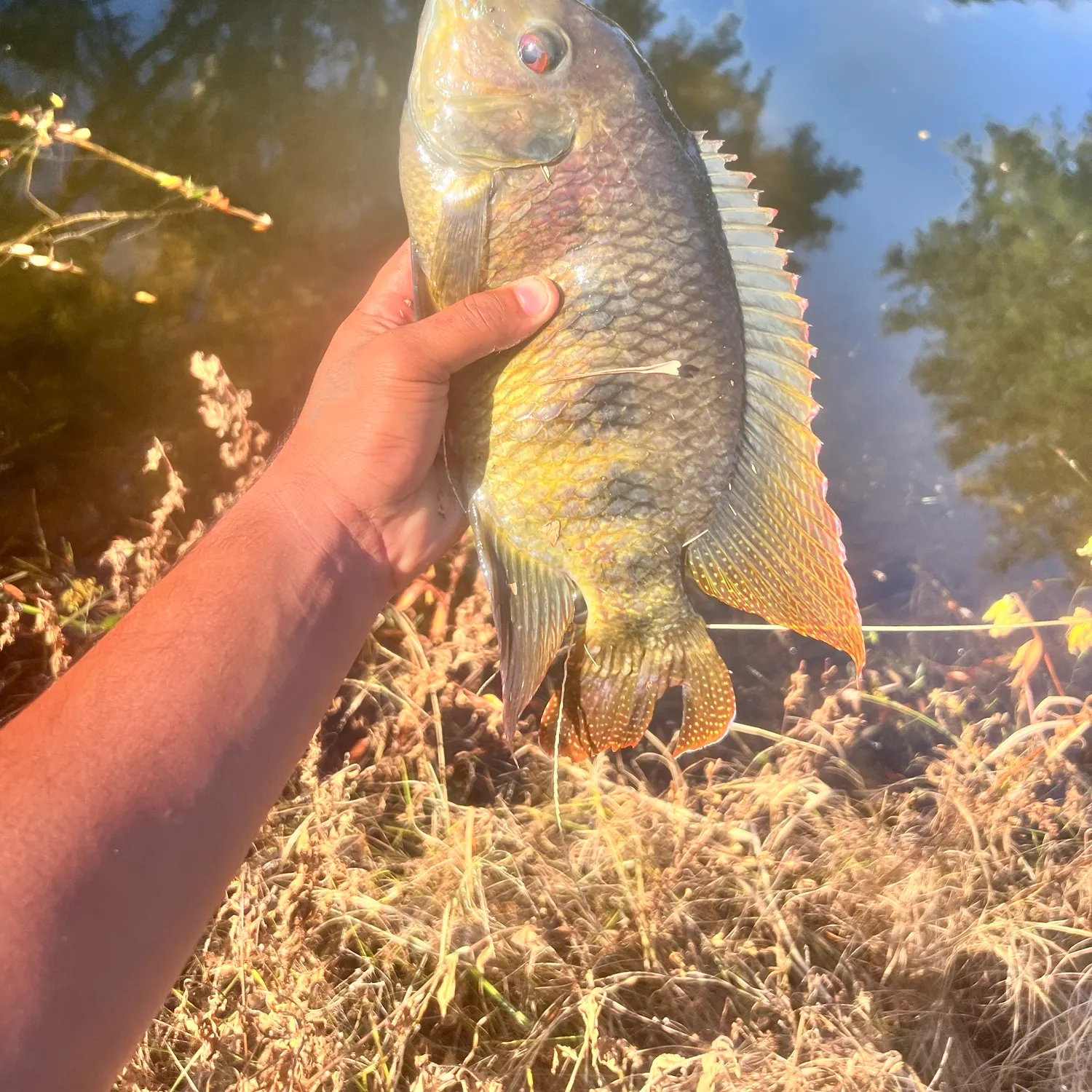 Spotted tilapia caught on Fishbrain