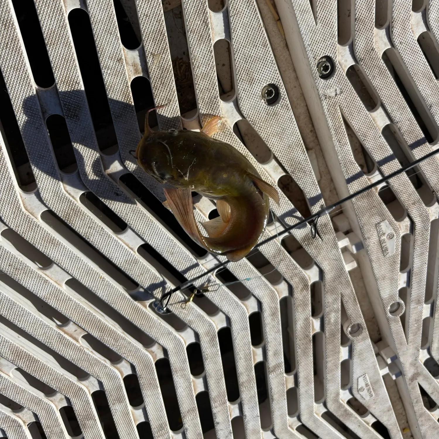 Yellow bullhead caught on Fishbrain