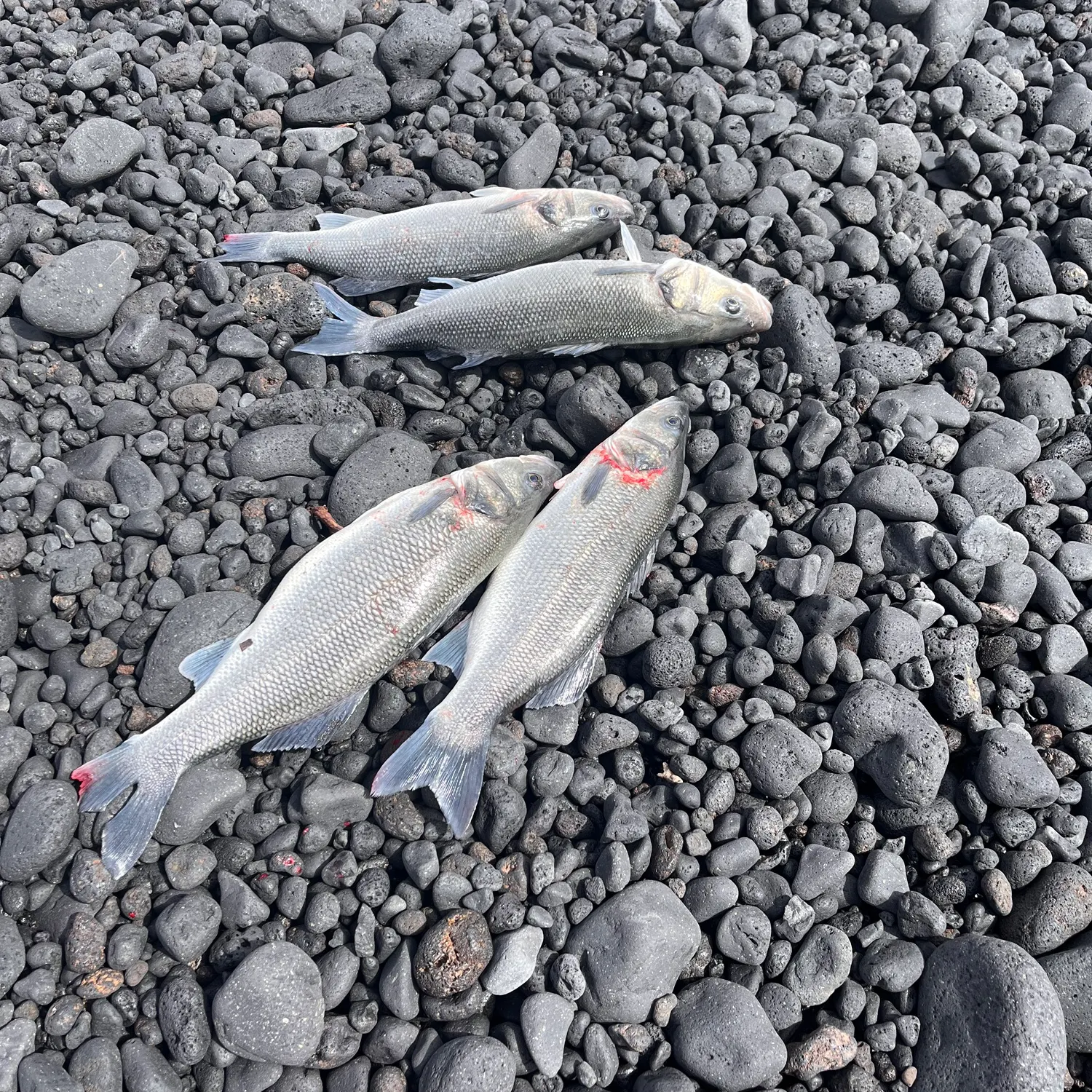 European seabass caught on Fishbrain