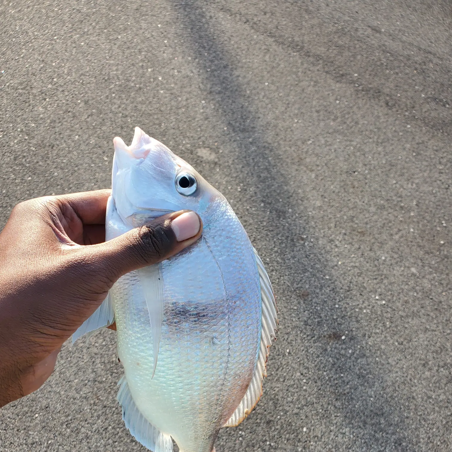 Silver porgy caught on Fishbrain