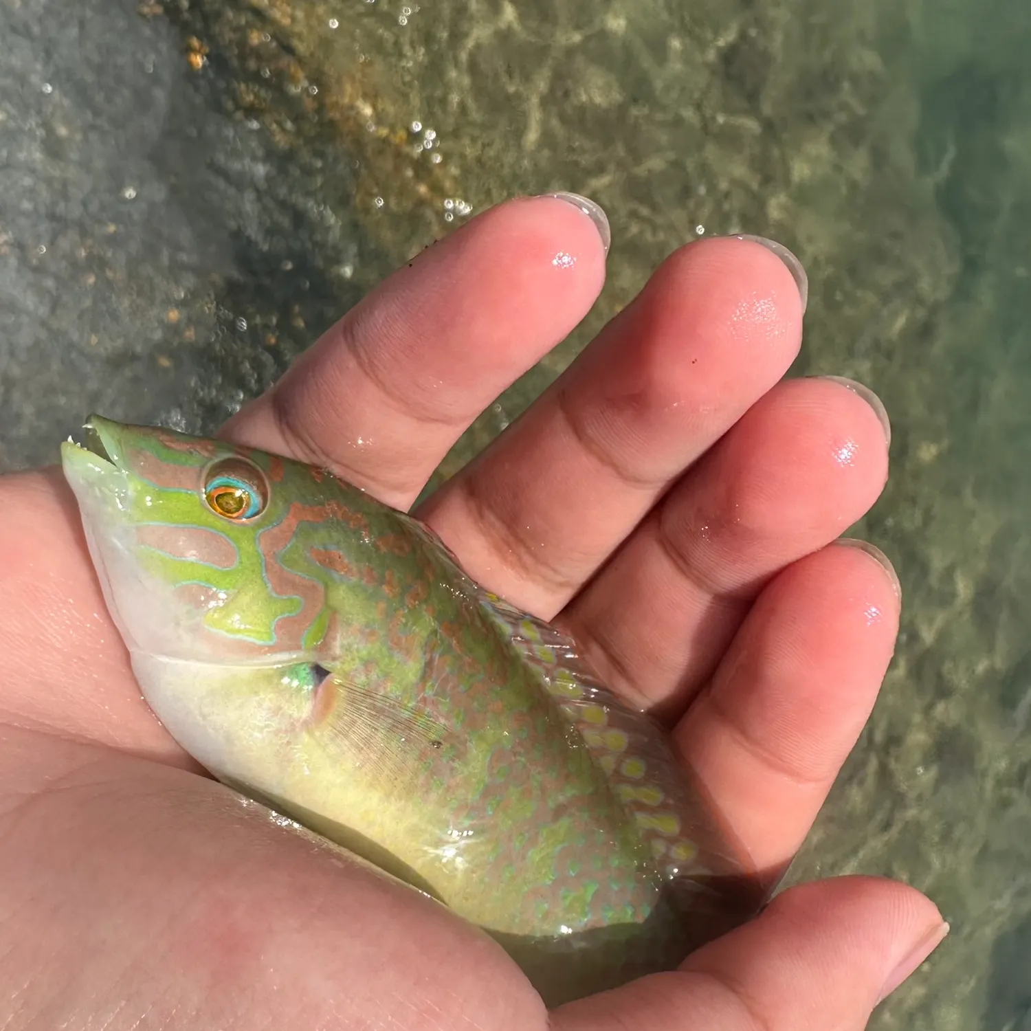 The most recent Moon wrasse catches on Fishbrain