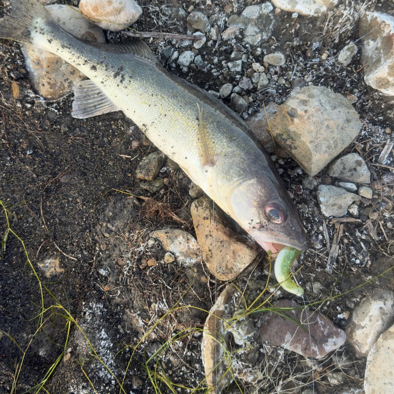 Walleye caught on Fishbrain