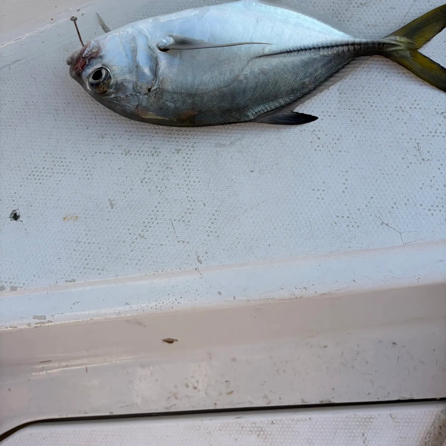 The most recent Permit catches on Fishbrain