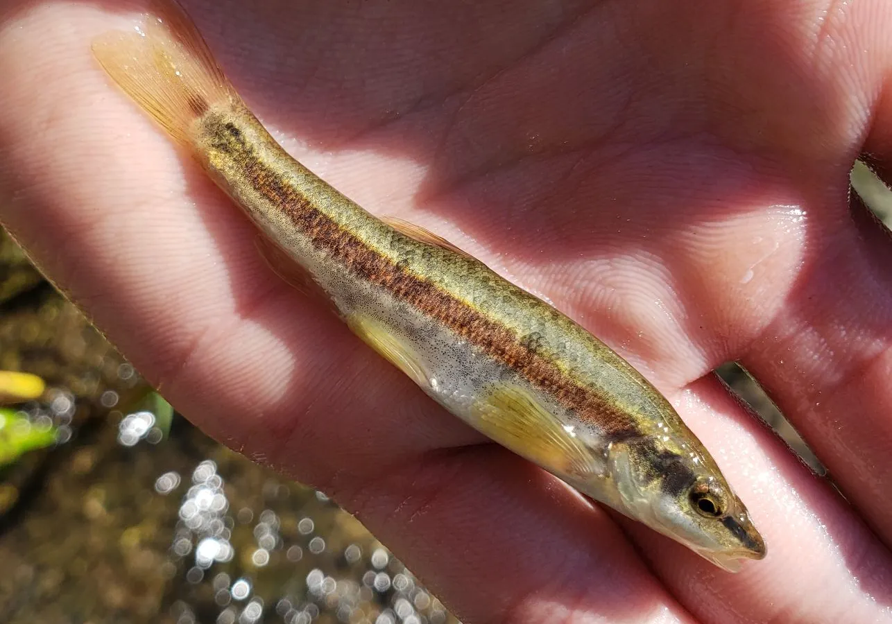 Eastern blacknose dace