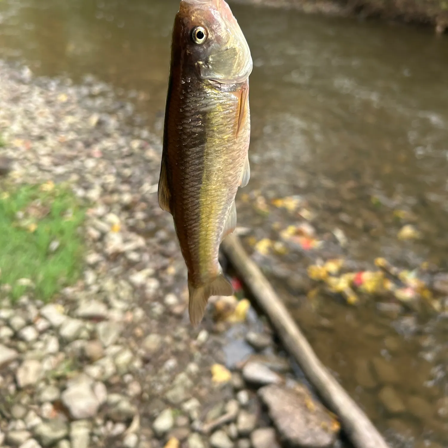Creek chub caught on Fishbrain