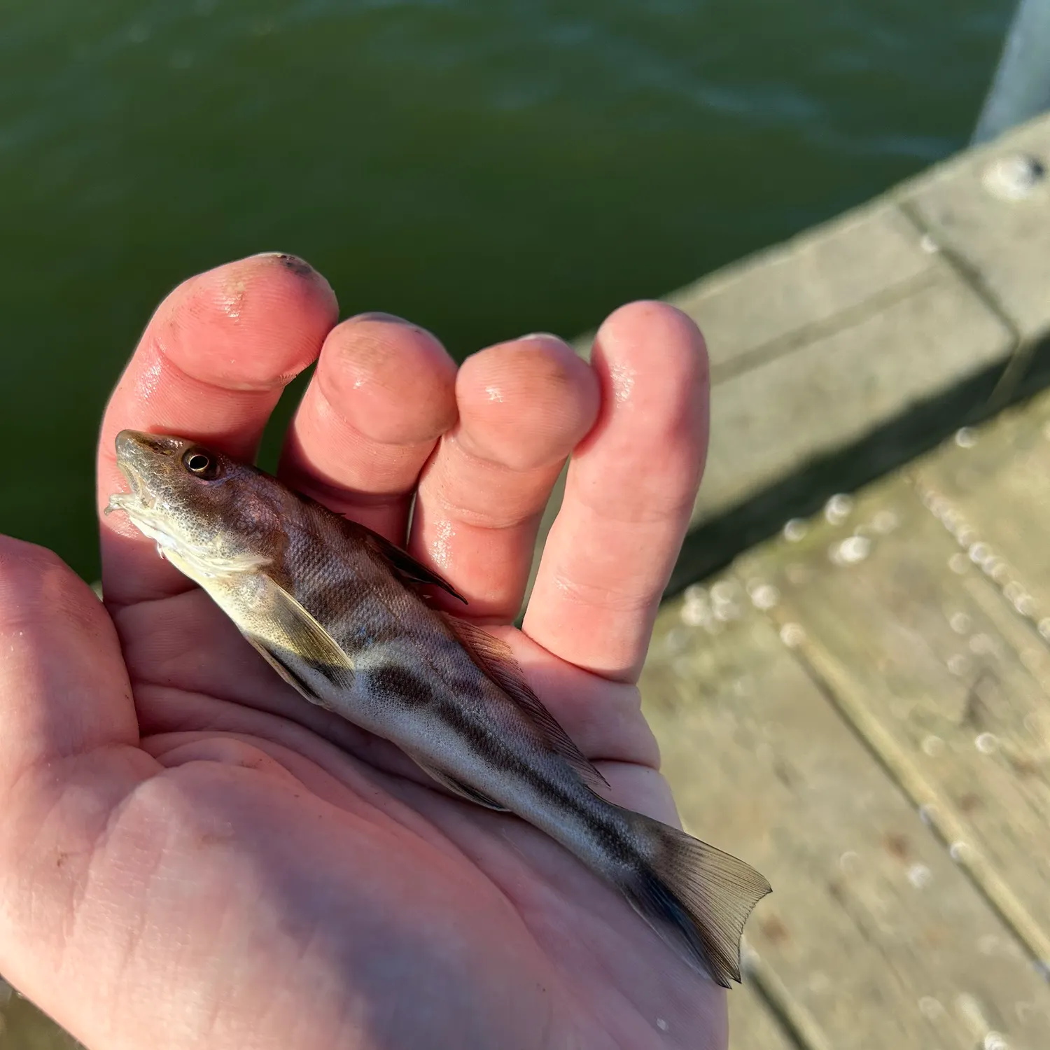 The most recent Northern kingcroaker catches on Fishbrain