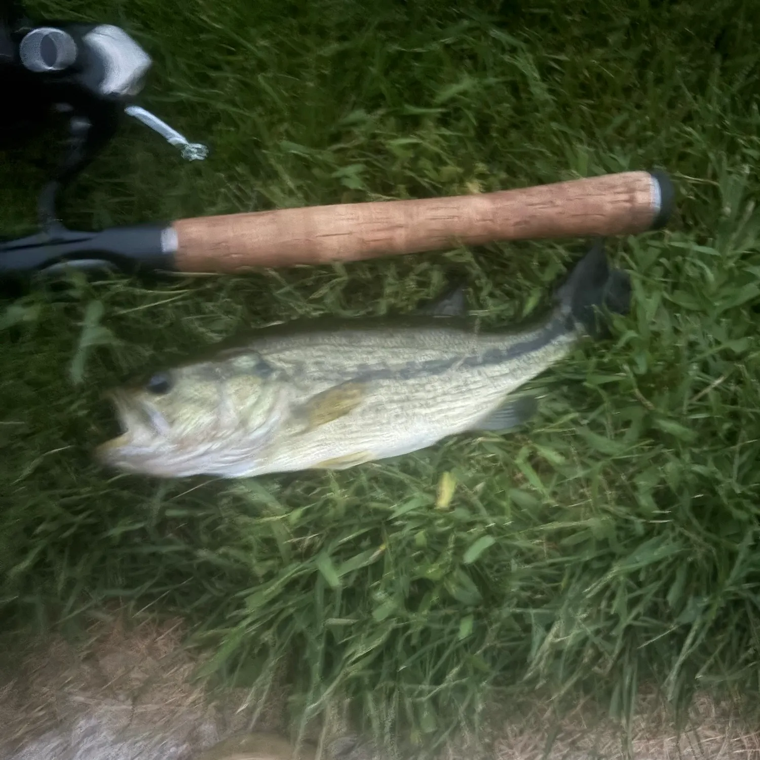 Largemouth bass caught on Fishbrain