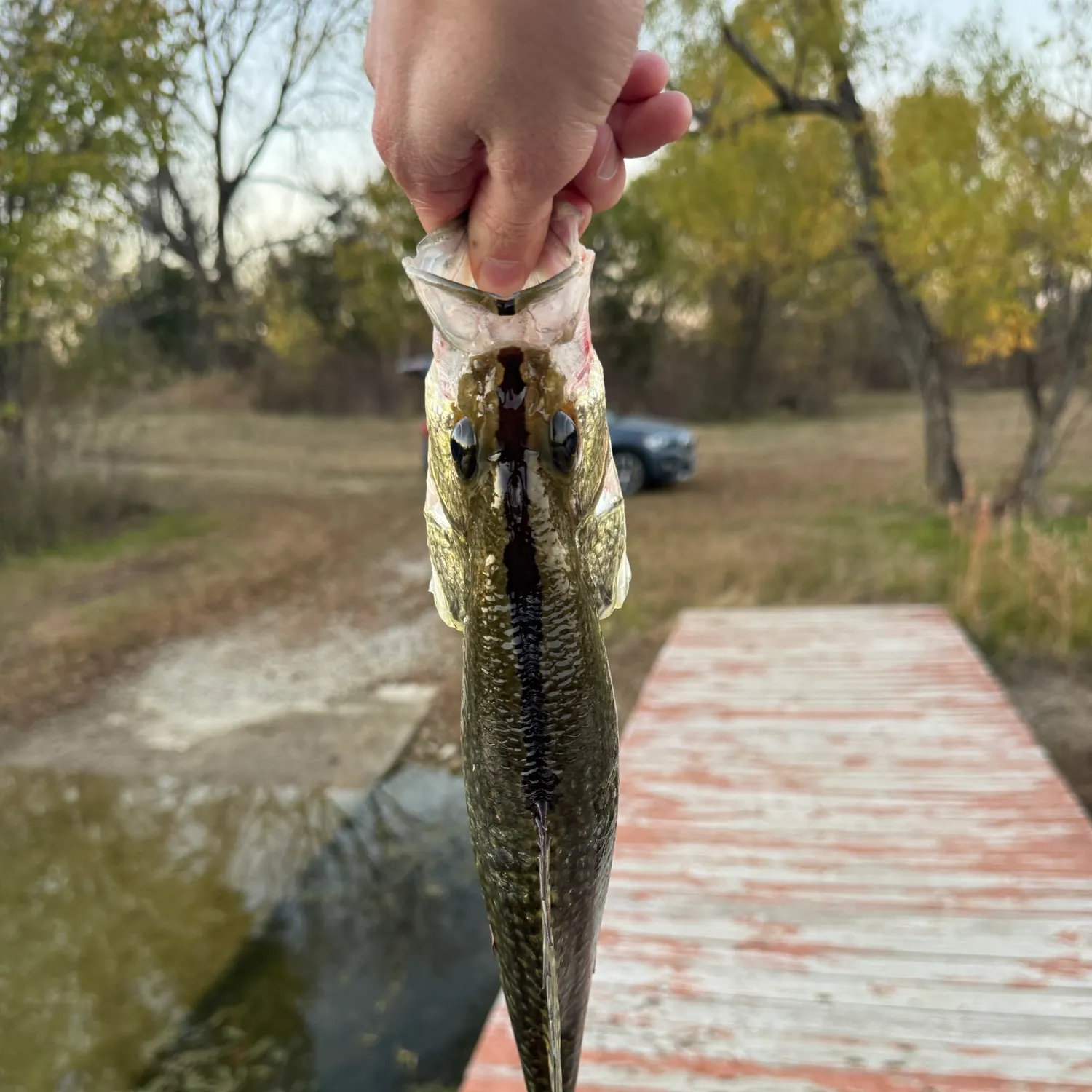 The most recent Magnolia crappie catches on Fishbrain