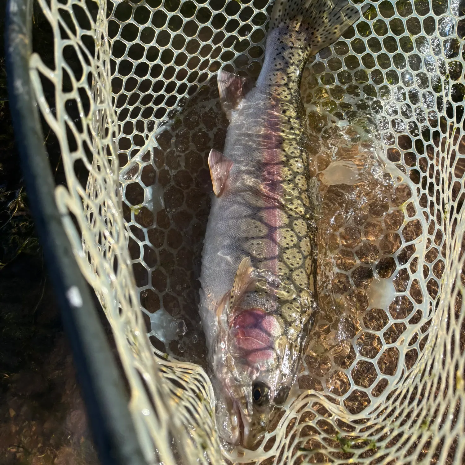 Rainbow trout caught on Fishbrain