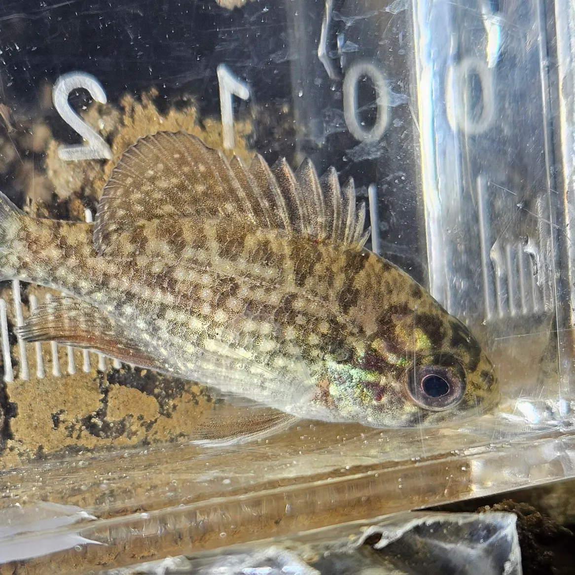 The most recent Bluespotted sunfish catches on Fishbrain