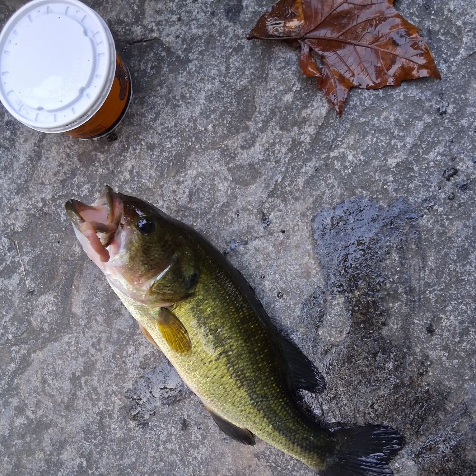 Largemouth bass caught on Fishbrain