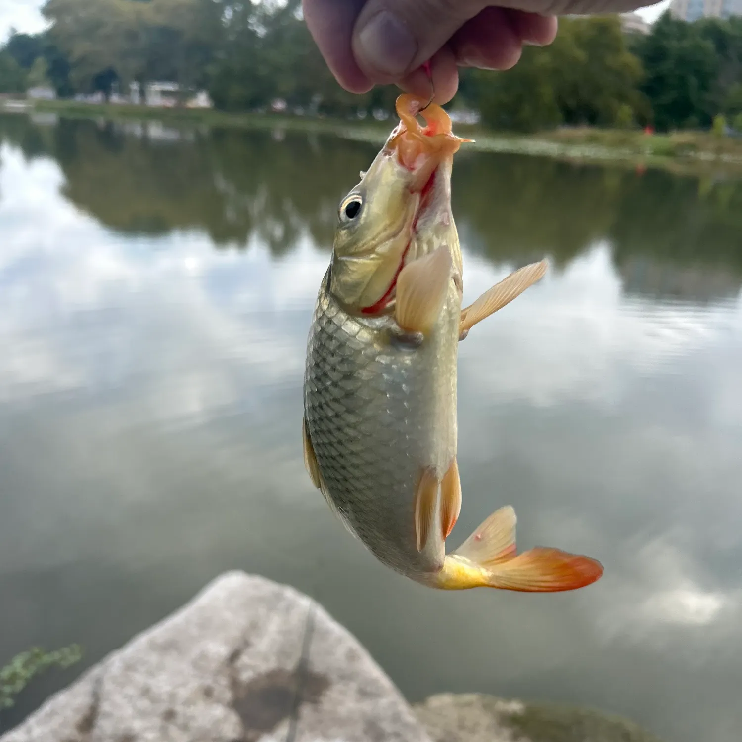 Common carp caught on Fishbrain