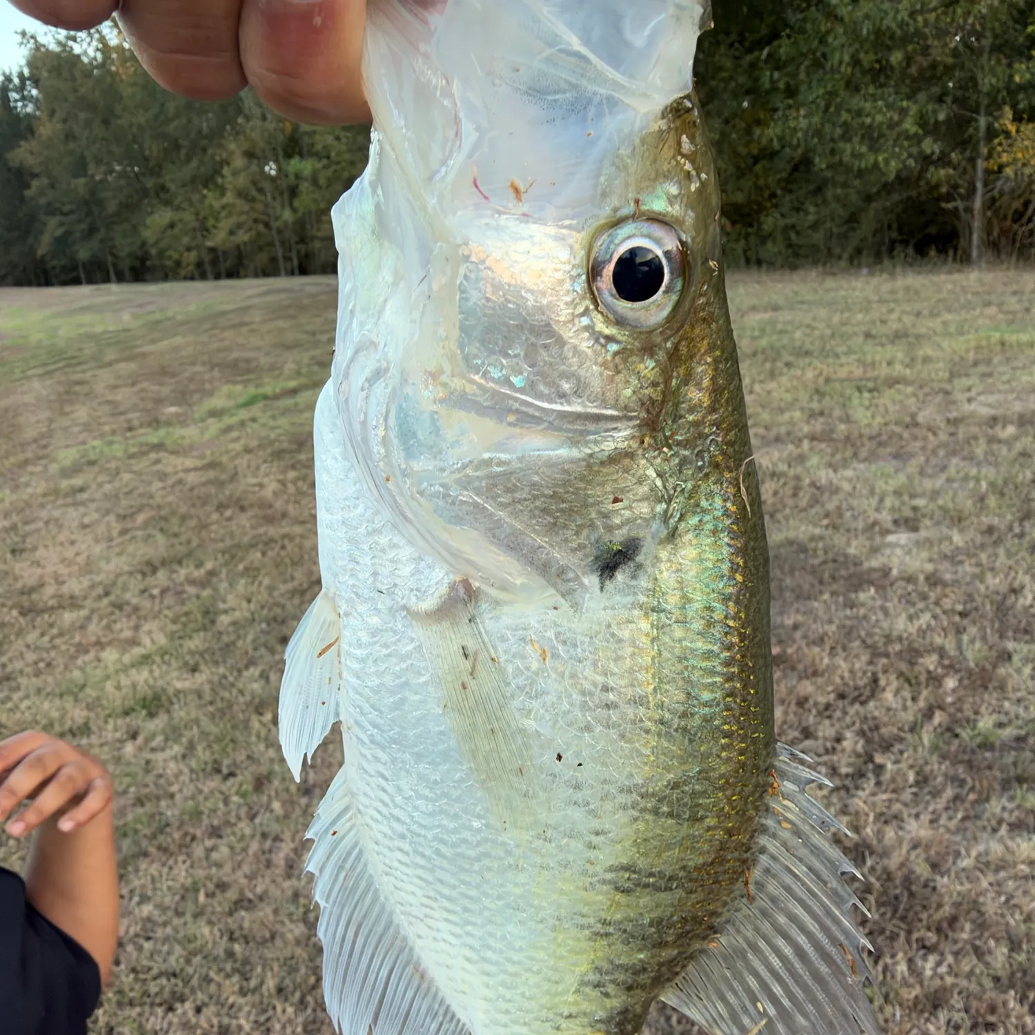 White crappie caught on Fishbrain