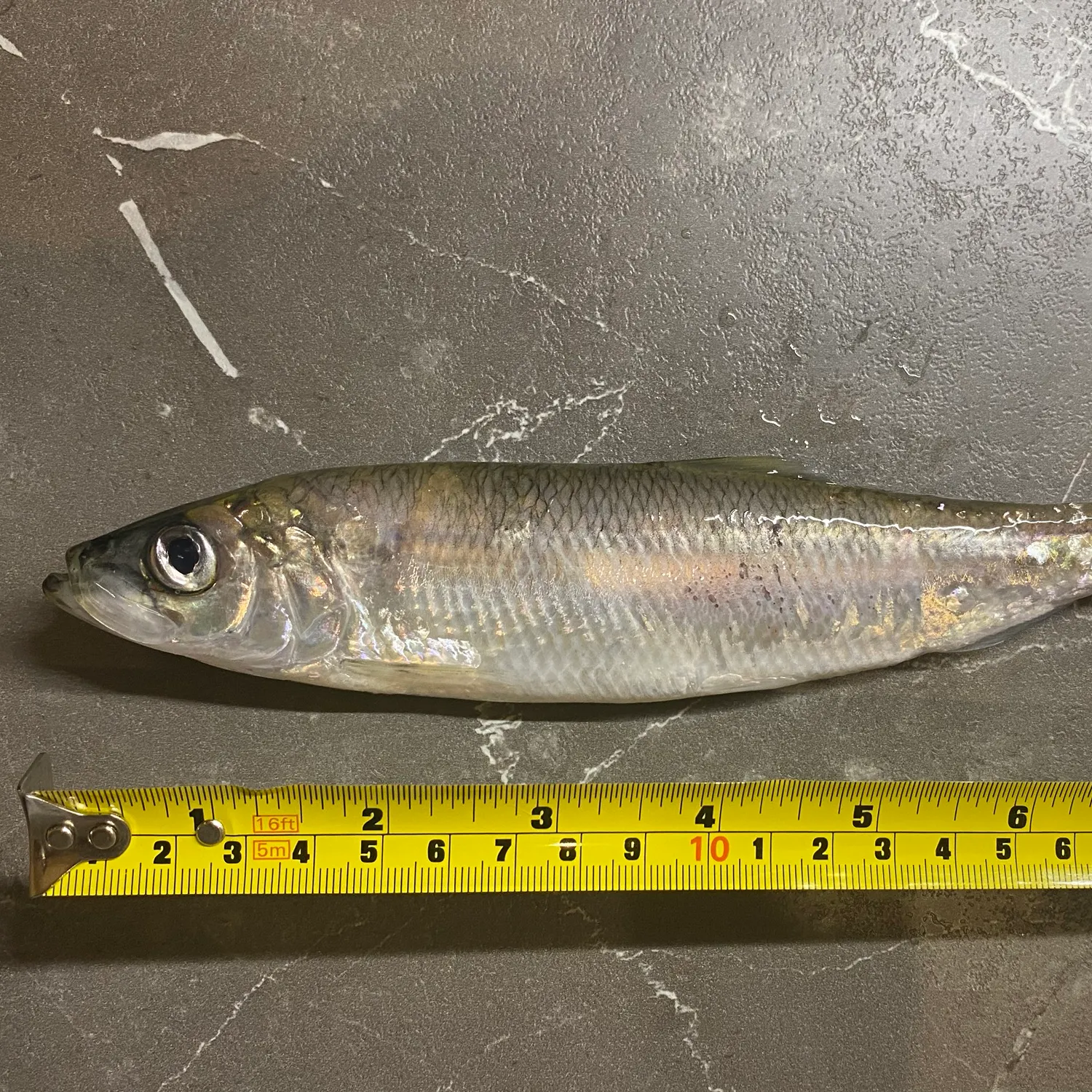 The most recent Atlantic herring catches on Fishbrain