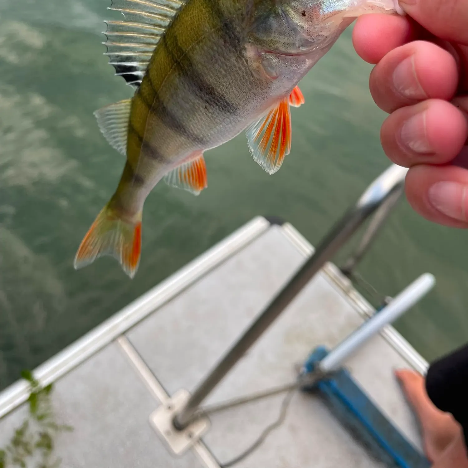 European perch caught on Fishbrain